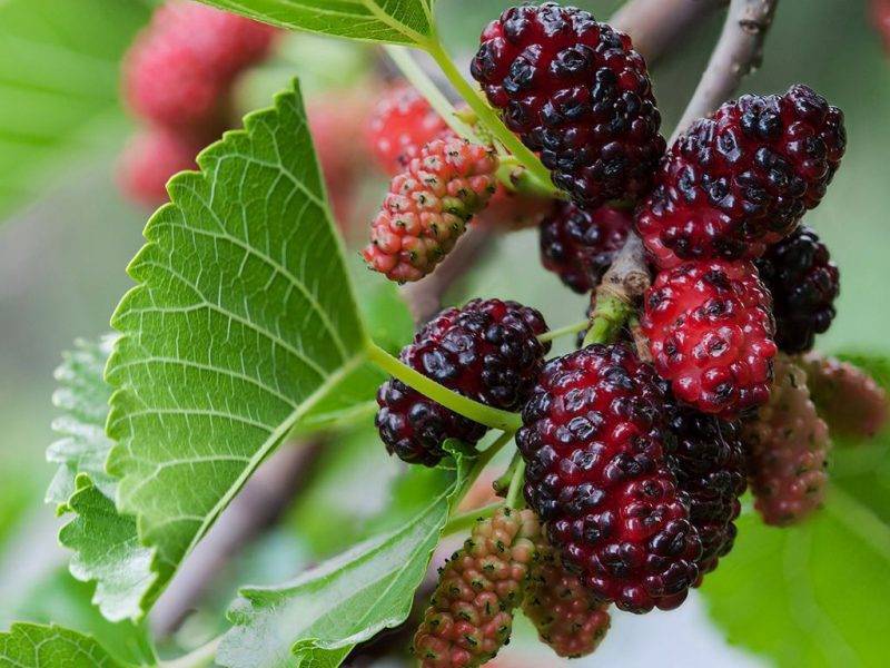 Шелковица купить саженцы из питомнике в Рязани