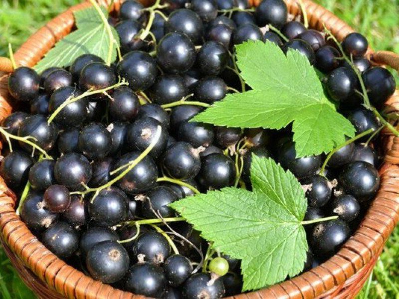 Смородина купить саженцы из питомника в Рязани