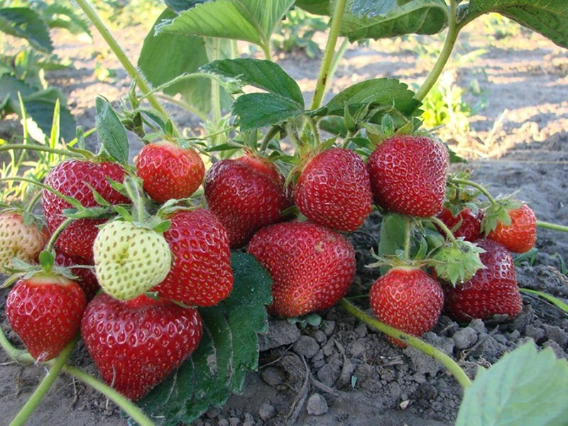 Клубника купить саженцы из питомника в Рязани