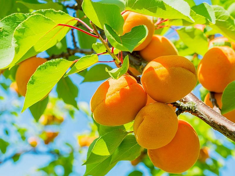 Абрикос купить саженцы из питомнике в Рязани