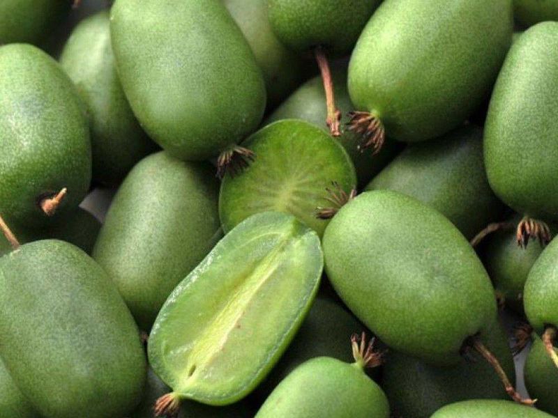 Актинидия купить саженцы из питомнике в Рязани