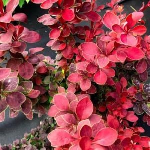 Барбарис "ВЕНИС"