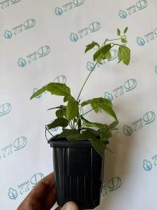 Клематис Лемон Дрим (княжик)